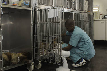 Happy Tails - The People's Dispensary for Sick Animals (South Africa)